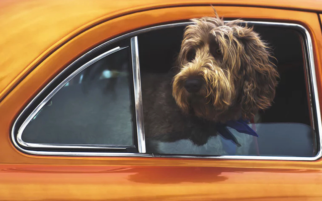 A big fluffy dog is sitting inside an orange car looking out he window